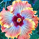 Benoon Graines D'hibiscus, 50 Pièces/Sac Graines D'hibiscus Fleur Tropicale Décor à La Maison Vivace En Pot Bonsaï Graines De Plantes ...