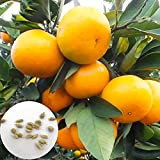 Benoon Graines D'oranger, 30pcs / Sac Graines D'oranger, Semis De Plantes Vivaces Prolifiques Viables Pour L'extérieur Orange