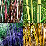 Benoon Graines De Bambou, 300 Pièces/Sac Graines De Bambou Tolérantes à L'ombre Décor à La Maison Rare Phyllostachys Pubescens Semis ...