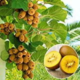Big Promotion! Kiwi Seeds plantes en pot Mini Arbre riches arbres fruitiers Belle Bonsai Kiwi Seed, 100 graines / Pack, ...