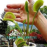Big Sale Dionaea Graines Muscipula géant clip Venus Fly Trap Graines 300pcs Graines de fleurs
