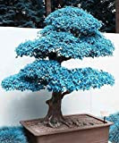 Big Sales !!! 20pcs graines de l'érable bleu chinois rares bonsaï bleu graines d'arbres d'érable Bonsai plantes arbres pour les ...