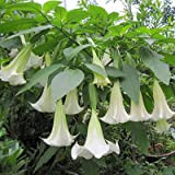 Blanc Datura Seeds, Brugmansia Ange Trompettes, Graines Bonsaï fleurs 10 particules / lot