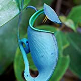 Bleu Graines Nepenthes, Graines Nepenthes 50Pcs décoratives tropicales avec des plantes Pouch Carnivores Graines pour Ideal Outdoor Jardinage cadeau