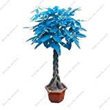 Bleu Pachira Seed Money Tree Balcon et cour Bonsaï Plantes Diy jardin Ménage Pachira Aquatica Semillas 3 pièces