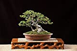 Bodhi Tree Seeds - Ficus religiosa - Sacred Fig - 50 Bonsai