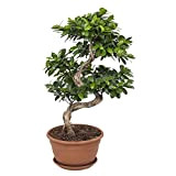 bonsaï de Botanicly – Bonsaï – Hauteur: 70 cm – Ficus Gin Seng