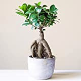 Bonsaï décoratif d’intérieur ‘Ficus Ginseng’ en pot 12 cm Plante pour la Maison ou le Bureau