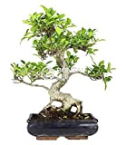Bonsai - Ficus, 10 ans (Bonsai Sei - Ficus Retusa)