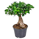 Bonsaï | Ficus 'Ginseng' par unité – Plante d’intérieur en pot de culture ⌀20 cm - ↕40 cm