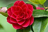 Bonsai graines rares de fleurs vivaces Camellia japonica graines de camélia 50pcs rouge sementes de flores pour les pots de ...