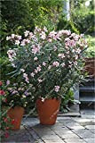 bonsaï Nerium laurier-rose Seed (Nerium Indicum Moulin) Outdoor Charmant Fleur Arbre Blooming plantes Décoration de jardin 120 pcs/lot Show In Picture ...