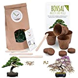 Bonsai Starter Kit avec eBook Gratuit - Bonzai Set avec Pots de Noix de Coco, graines et Terre - idée ...
