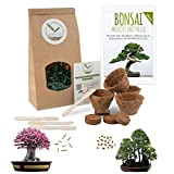 Bonsai Starter Kit avec eBook GRATUIT - Bonzai set avec pots de noix de coco, graines et terre - idée ...