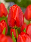 Bulbes à Fleures (10 X Tulipes APELDOORN)