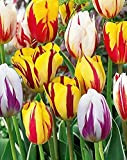 Bulbes à Fleures (15 X Tulipes REMBRANDT en mélange)