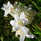 Bulbes à Fleurs Bulbes de tubéreuse tubéreuse blanche élégants et beaux adaptés à la décoration de plantation d'intérieur-5 Bulbes