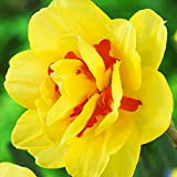 Bulbes de Narcisse x5 Jonquilles bulbes Fleurs pour jardin Bulbes de Narcisses Tahiti