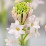 Bulbes de tubéreuse tubéreuse blanche élégants et beaux adaptés à la décoration de plantation d'intérieur-30 Bulbes