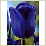 Bulbes de tulipes -Le parterre de fleurs est facile à planter, naturel et beau, couleur de fleur incroyablement rare-5Bulbes,1