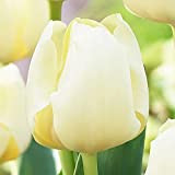 Bulbes Tulipes blanches x5 Tulipes à planter Bulbes fleurs Tulipe triomphe Cheers