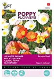 Buzzy Poppy Flowers Pavot d'Islande