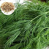 C-LARSS 1 Sac De Graines D'aneth, Facile à Cultiver Des Graines D'herbes Ornementales Parfumées Pour Manoir Graines de fenouil