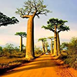 C-LARSS 10 Pcs Graines Adansonia Digitata Baobab Graines D'arbre Exotique En Plein Air Plante Haute Germination