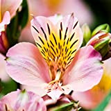 C-LARSS 100 Pcs Alstroemeria Lily Graines, Couleurs Mélangées Fleurs Maison Plante Jardin Décor