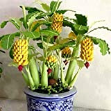 C-LARSS 100pcs Graines De Bananier Nain Rares, Mini Bonsaï Exotiques Plantes Fruitières De Jardin à La Maison