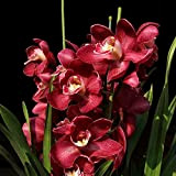 C-LARSS 100Pcs Graines De Fleurs D'orchidée Cymbidium D'escalade, Ornement En Pot De Jardin De Fenêtre De Maison