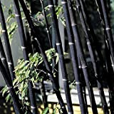 C-LARSS 100Pcs Graines Noir Violet Vert Phyllostachys Pubescens Graines Moso-Bambou Plantes De Jardin 100pcs graines de bambou noir