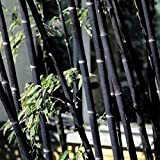 C-LARSS 100Pcs Graines Phyllostachys Pubescens Graines De Bambou, Plantes De Jardin À La Maison Décor Ornemental Graines de bambou noir