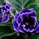 C-LARSS 100Pcs Saintpaulia Ionantha Graines De Violettes Africaines, Plante à Fleurs Pour Jardin Bleu