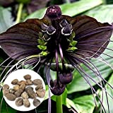 C-LARSS 10Pcs Rare Black Bat Tacca Chantrieri Whiskers Graines De Fleurs Plantes De Jardin