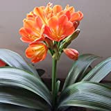C-LARSS 1Pc Africain Kaffir Lily Clivia Miniata Graines, Plante De Fleur De Jardin