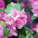 C-LARSS 50pcs / Sac Graines De Rhododendron, Plantation Facile à Croissance Rapide Arbuste à Feuilles Persistantes Rose Fleur Bonsaï Semis ...