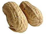 Cacahuète Virginia - 2 coques - Arachis Hypogaea - Peanuts - SEM03