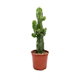 Cactus et plante grasse – Cactus Euphorbia – Hauteur: 70 cm