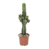 Cactus et plante grasse de Botanicly – Euphorbe cactus – Hauteur: 59 cm – Euphorbia ingens