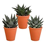Cactus et plantes grasses – 3 × Gasteria/Haworthia Mix en pot de terre cuite | 3 pièces en pot de ...