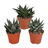 Cactus et plantes grasses de House Of Cactus – 3 × Gasteria/Haworthia Mix | 3 pièces – Hauteur: 15 cm ...
