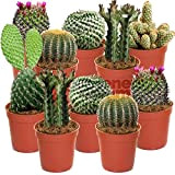 Cactus Mixtes - 10 Plantes - Pour la Maison / Bureau Plante en Pot