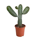 Cactus | Opuntia Consulea | Fig Cactus | 1 pièce | Ø 17 cm | 30-40 cm | Plante d'intérieur ...