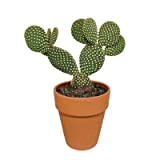 Cactus | Opuntia microdasys | figuier de Barbarie | en pot décoratif en terre cuite | 1 pièce | Ø ...