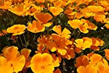 California Poppy Flower Lot de 5000 graines de fleurs vivaces sans OGM