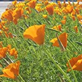 CALIFORNIAN POPPY GOLDEN WEST - 2100 SEEDS - Eschscholzia californica - FLOWER