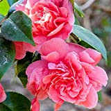 Camélia du Japon "Triumphans" Arbuste à feuilles persistantes | Plante de jardin rose Pink | Pot 9 cm