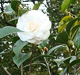 Camélia japonais blanc (Camellia japonica) Arbre plante -USA- 5 graines