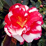 Camélia Japonica japonaise Camélia fleur de thé Rose de mélange d'hiver 10 graines